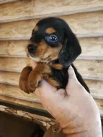 Poogle boy 2, a male Beagle and Poodle - Miniature  for sale in Corinth, MS – 1 of 3