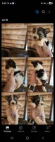 Yorkie poo B4, a male Yorkipoo for sale in Corinth, MS – 2 of 2