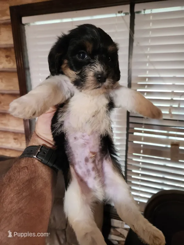 Yorkie poo chon boy 2 – Bichon Frise, Yorkipoo puppy for sale in Corinth, MS