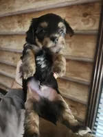 Yorkie poo B3 Litter 1, a male Yorkipoo for sale in Corinth, MS – 5 of 7