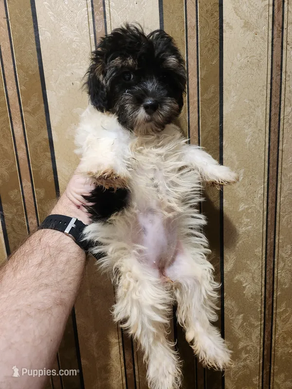 Yorkie poo G1 – Yorkipoo puppy for sale in Corinth, MS