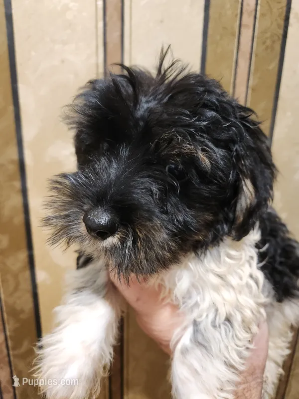 Yorkie poo B1 – Yorkipoo puppy for sale in Corinth, MS