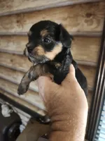 Yorkie poo B3 Litter 1, a male Yorkipoo for sale in Corinth, MS – 7 of 7