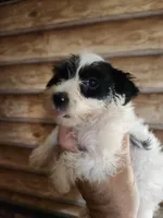 Yorkie Girl, a female Yorkshire Terrier for sale in Corinth, MS – 5 of 8