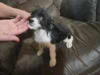Poogle girl, a female Beagle and Poodle - Toy  for sale in Corinth, MS – 2 of 8