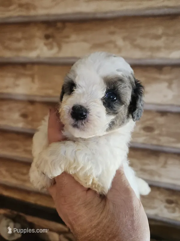 YPC-B3 – Bichon Frise, Yorkipoo puppy for sale in Corinth, MS
