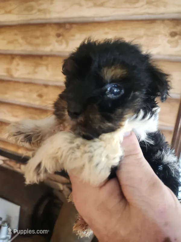 Yorkie poo B1 – Yorkipoo puppy for sale in Corinth, MS