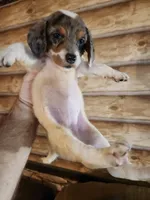 Poogle girl 2, a female Beagle and Poodle - Miniature  for sale in Corinth, MS – 3 of 3