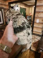 Poogle boy 2, a male Beagle and Poodle - Miniature  for sale in Corinth, MS – Photo 6 of 7