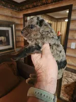 Poogle boy 2, a male Beagle and Poodle - Miniature  for sale in Corinth, MS – Photo 7 of 7