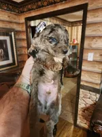 Poogle boy 2, a male Beagle and Poodle - Miniature  for sale in Corinth, MS – Photo 4 of 7