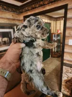 Poogle boy 2, a male Beagle and Poodle - Miniature  for sale in Corinth, MS – Photo 2 of 7