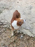 Corgi male adult, a male Pembroke Welsh Corgi for sale in Corinth, MS – 2 of 3