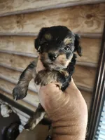 Yorkie poo B3 Litter 1, a male Yorkipoo for sale in Corinth, MS – 1 of 7