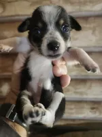 Chicorgi girl, a female Pembroke Welsh Corgi and Chihuahua for sale in Corinth, MS – 5 of 7