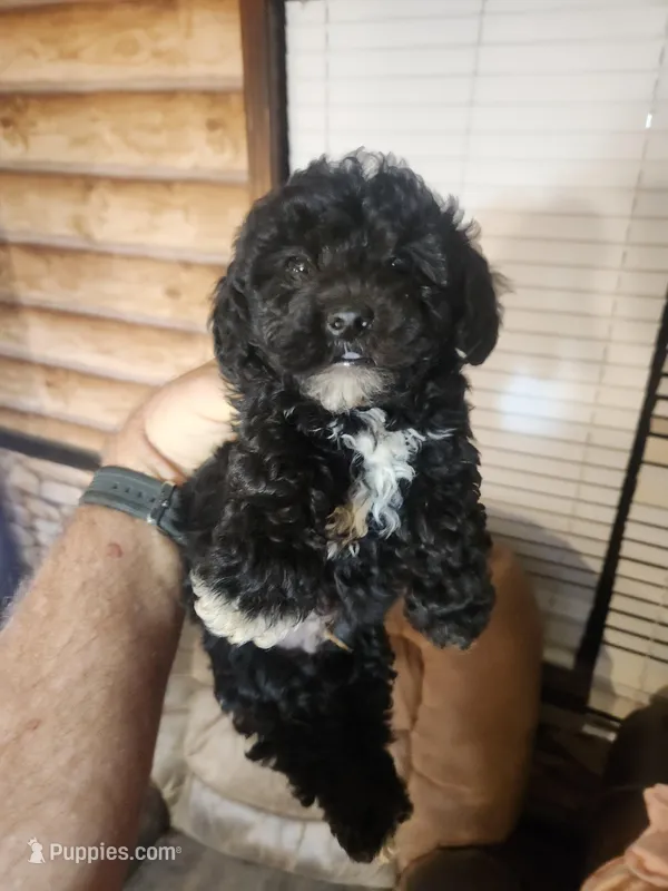 Boy yorkie poo – Yorkipoo puppy for sale in Corinth, MS