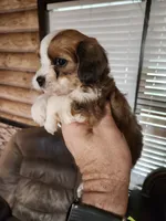 Yorkie poo chon boy 3, a male Bichon Frise and Yorkipoo for sale in Corinth, MS – 6 of 6