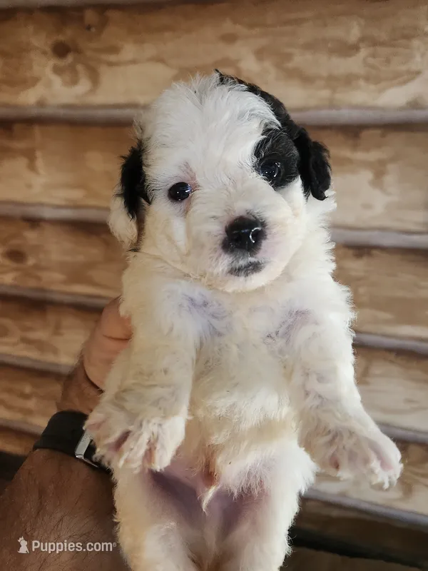 YPC-B4 – Bichon Frise, Yorkipoo puppy for sale in Corinth, MS