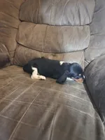 Beaglier girl, a female Beagle and Cavalier King Charles Spaniel for sale in Corinth, MS – 3 of 6