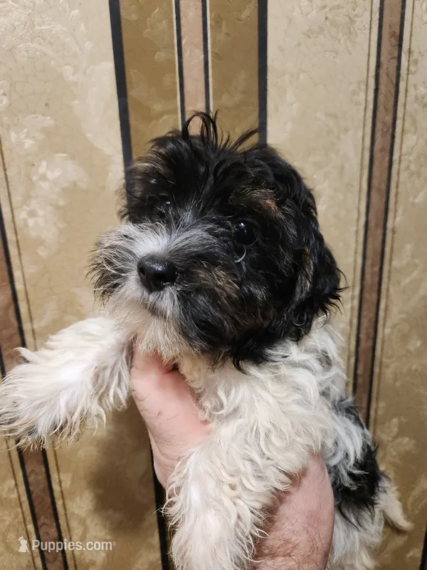 Yorkie poo G2 – Yorkipoo puppy for sale in Corinth, MS