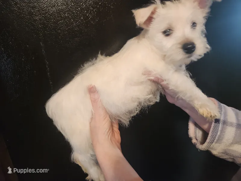 Westie boy