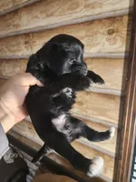Yorkie poo B2 Litter 1, a male Yorkipoo for sale in Corinth, MS – 3 of 5