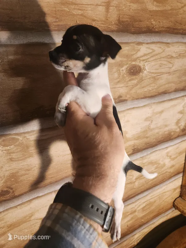 Girl Jack Chih – Jack Russell Terrier, Chihuahua puppy for sale in Corinth, MS