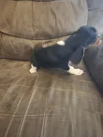 Beaglier girl, a female Beagle and Cavalier King Charles Spaniel for sale in Corinth, MS – 2 of 6