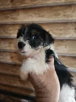Yorkie boy , a male Yorkshire Terrier for sale in Corinth, MS – 7 of 7