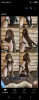 Poogle girl chocolate, a female Beagle and Poodle - Miniature  for sale in Corinth, MS – 2 of 2