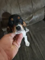 Beaglier girl, a female Beagle and Cavalier King Charles Spaniel for sale in Corinth, MS – 6 of 6