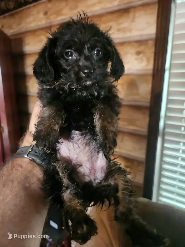 Yorkie Poo female – Yorkipoo puppy for sale in Corinth, MS