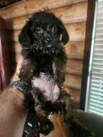 Yorkie Poo female, a female Yorkipoo for sale in Corinth, MS – 1 of 2