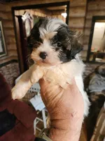 Havachon boy 3, a male Bichon Frise and Havanese for sale in Corinth, MS – Photo 2 of 4
