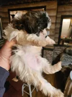 Havachon boy 3, a male Bichon Frise and Havanese for sale in Corinth, MS – Photo 4 of 4