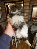 Havachon boy 3, a male Bichon Frise and Havanese for sale in Corinth, MS – Photo 3 of 4