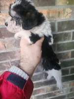 Boy 2, a male Beagle and Poodle - Miniature  for sale in Corinth, MS – Photo 3 of 5