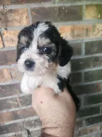 Boy 2, a male Beagle and Poodle - Miniature  for sale in Corinth, MS – Photo 1 of 5