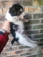 Boy 2, a male Beagle and Poodle - Miniature  for sale in Corinth, MS – Photo 5 of 5