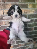 Boy 2, a male Beagle and Poodle - Miniature  for sale in Corinth, MS – Photo 4 of 5