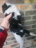 Boy 2, a male Beagle and Poodle - Miniature  for sale in Corinth, MS – Photo 2 of 5