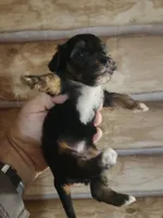Yorkie poo G1 Litter 2, a female Yorkipoo for sale in Corinth, MS – 4 of 7