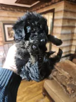 Yorkipoo boy, a male Yorkipoo for sale in Corinth, MS – Photo 4 of 5