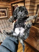 Yorkipoo boy, a male Yorkipoo for sale in Corinth, MS – Photo 1 of 5