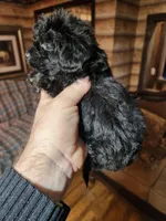 Yorkipoo boy, a male Yorkipoo for sale in Corinth, MS – Photo 3 of 5