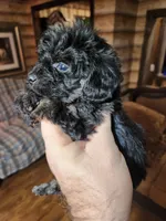 Yorkipoo boy, a male Yorkipoo for sale in Corinth, MS – Photo 5 of 5