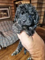 Yorkipoo boy, a male Yorkipoo for sale in Corinth, MS – Photo 2 of 5
