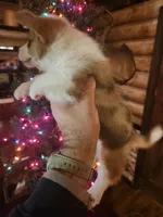 Corgi boy #2, a male Cardigan Welsh Corgi for sale in Corinth, MS – Photo 6 of 7