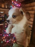 Corgi boy #2, a male Cardigan Welsh Corgi for sale in Corinth, MS – Photo 3 of 7
