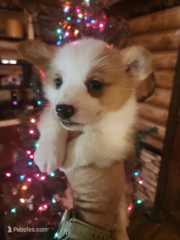 Corgi boy #2